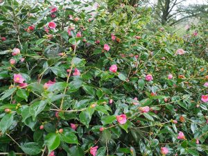 Camellia ‘Cornish Spring’