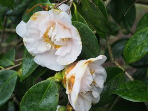 Camellia ‘Mrs D.W. Davis’