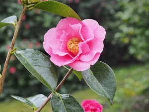 Camellia reticulata ‘Lasca Beauty’