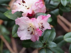 Rhododendron moupinense
