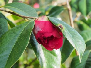 Camellia reticulate ‘Dr Clifford Parks’