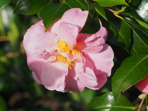 Camellia ‘Pink Icicle’