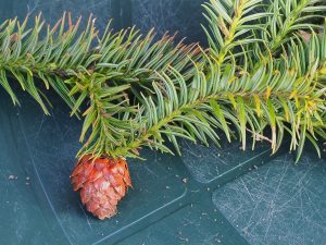 Cunninghamia lancolata