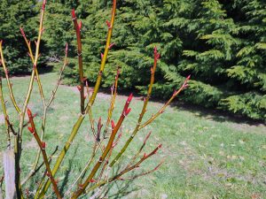 Salix fargesii