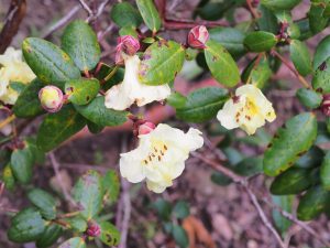 Rhododendron ‘Golden Oriole’