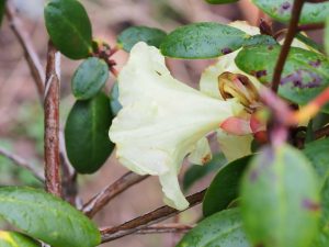 Rhododendron ‘Golden Oriole’