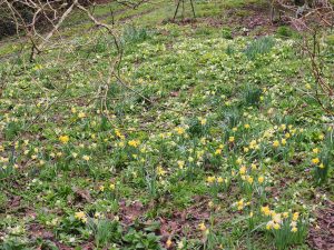 daffodils and primroses