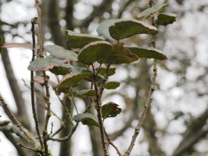 Quercus alnifolia