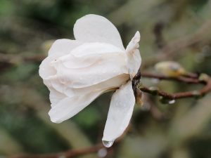 Magnolia x loebneri ‘Merrill’