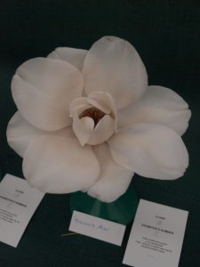 Savill class 13 - Magnolia campbellii alba ‘Trelissick’