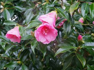 Camellia x williamsii ‘Ladys Maid’