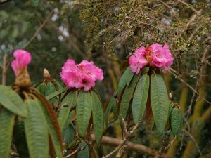 Rhododendron arboreum ‘Sir Charles Lemon’