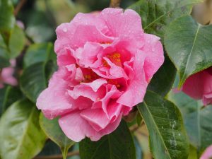 Camellia reticulata ‘Dream Castle’