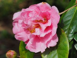 Camellia reticulata ‘Dream Castle’