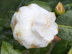 Camellia ‘Ivory Chalice’