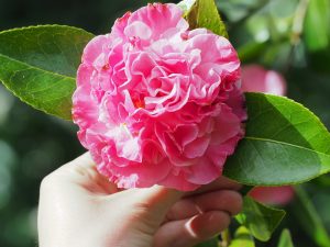 Camellia x williamsii ‘Mona Jury’
