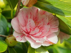 Camellia ‘Kick Off’