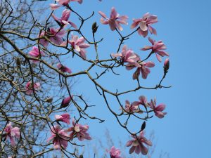 Magnolia dawsoniana