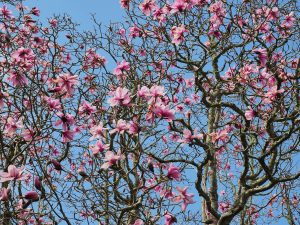 Magnolia dawsoniana