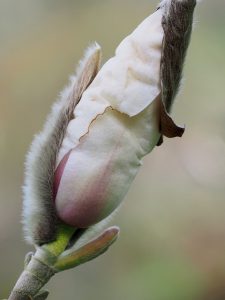 Magnolia zenii x M. salicifolia ‘Jermyns’