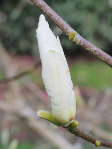 Magnolia ‘Pickards Sunburst’