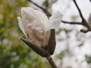 Magnolia ‘Albatross’