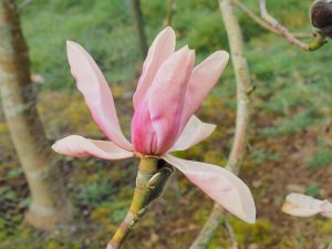 Magnolia ‘Princess Margaret’