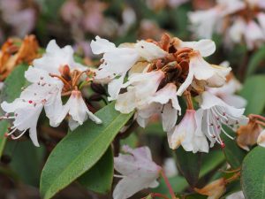 White and pink forms of Rhododendron siderophyllum
