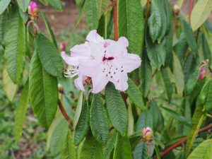 Rhododendron vesiculiferum or Rhododendron floribundum