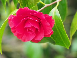 Camellia ‘Arajishi’