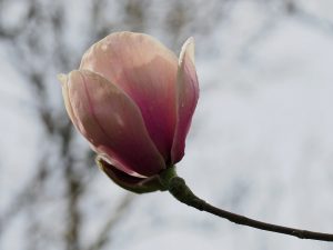 Magnolia ‘Athene’