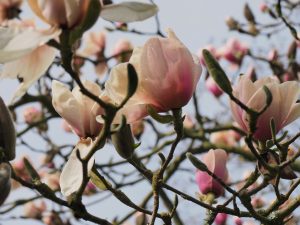 Magnolia ‘Athene’