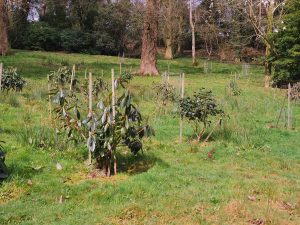 rhododendron planting