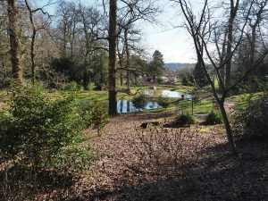 Views across the ‘Japanese’ garden with the first camellias