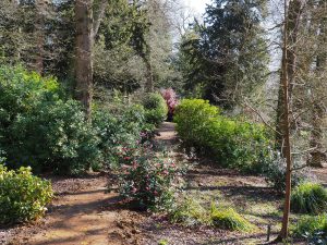 Views across the ‘Japanese’ garden with the first camellias