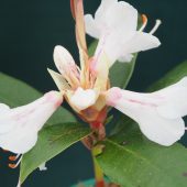 Rhododendron baihuaense