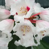 Rhododendron calophytum var openshawianum