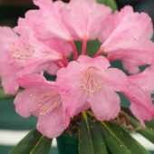 Rhododendron degronianum ‘Gerald Loder’