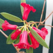 Rhododendron neriiflorum L&S 1362