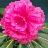 Rhododendron hodgsonii – SSYT 9