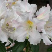Rhododendron ‘Jim Russel’