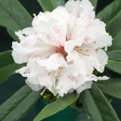 Rhododendron lanatoides – KW 5971
