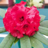 Rhododendron ochraceum – COHU 7052