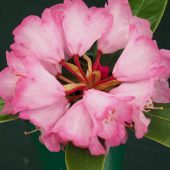Rhododendron vellereum