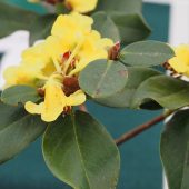 Rhododendron sulphureum – Forrest 15782