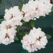 Rhododendron vellereum