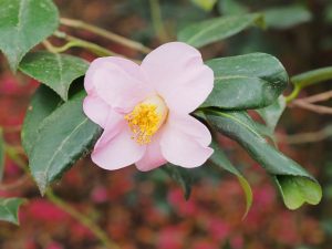 Camellia x williamsii ‘Philippa Forwood’