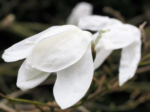 Magnolia salicifolia ‘Concolor’