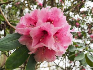 Rhododendron ‘Lady Linlithgow’