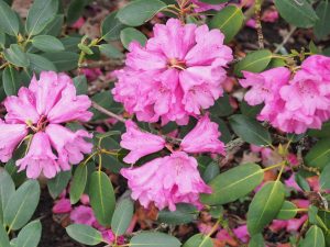 Rhododendron oreodoxa var fargesii ‘Barto Rose’